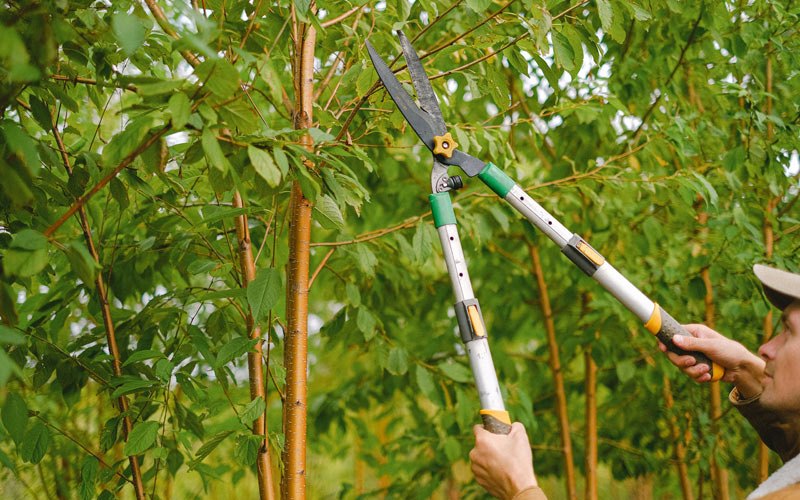 Tree trimming in Malta Bend, MO